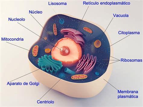 que es la celula eucariota